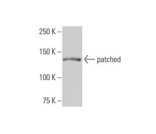 western blotting image from recommended patched/PTCH1 (3B3) monoclonal antibody replacement. Image 352131