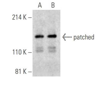 patched/PTCH1 Antibody (H-10) - Western Blotting - Image 395944