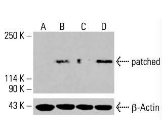 patched/PTCH1 Antibody (H-10) - Western Blotting - Image 416145
