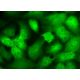 PATZ1 Antibody (H-2) - Immunofluorescence - Image 375804 