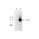 PATZ1 Antibody (H-2) - Western Blotting - Image 293041