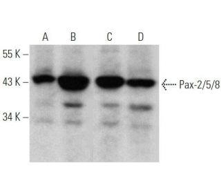 Pax-2/5/8 Antibody (G-3) - Western Blotting - Image 355320 