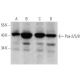 Pax-2/5/8 Antibody (G-3) - Western Blotting - Image 355320 