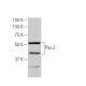 Pax-2 Antibody (60-P) - Western Blotting - Image 53878
