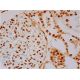 Pax-3/7 Antibody (E-10) - Immunohistochemistry - Image 286401 