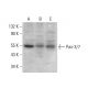 Pax-3/7 Antibody (E-10) - Western Blotting - Image 378531