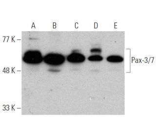 western blotting image from recommended Pax-3/7 (B-5) monoclonal antibody replacement. Image 372301