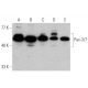 western blotting image from recommended Pax-3/7 (B-5) monoclonal antibody replacement. Image 372301