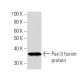 Pax-3 Antibody (6288D4a) - Western Blotting - Image 16870