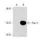 Pax-3 Antibody (6288D4a) - Western Blotting - Image 48175 