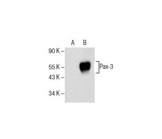 western blotting image from recommended Pax-3 (F-2) monoclonal antibody replacement. Image 154775