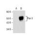 western blotting image from recommended Pax-3 (F-2) monoclonal antibody replacement. Image 154775