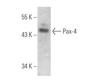 Pax-4 Antibody (3C12) - Western Blotting - Image 368287Each CRISPR/Cas9 Knockout (KO) Plasmid product consists of a pool of 3 plasmids designed to ensure identification and cleavage of a specific gene for maximum knockout efficiency. Each plasmid encodes a unique 20 nt sequence derived from the GeCKO (v2) library.