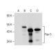 Pax-5 Antibody (1H9) - Western Blotting - Image 281197