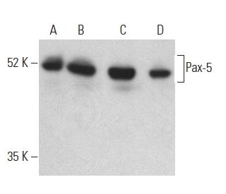 Pax-5 Antibody (A-11) - Western Blotting - Image 399127 
