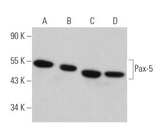 western blotting image from recommended Pax-5 (A-11) monoclonal antibody replacement. Image 369796