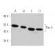 western blotting image from recommended Pax-5 (A-11) monoclonal antibody replacement. Image 369796