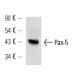 Pax-5 Antibody (E-9) - Western Blotting - Image 12976 
