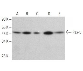 Pax-5 Antibody (E-9) - Western Blotting - Image 380346 