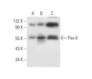 Pax-6 Antibody (AD2.35) - Western Blotting - Image 56672 