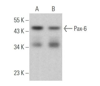 western blotting image from recommended Pax-6 (PAX6) monoclonal antibody replacement. Image 375143