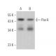 western blotting image from recommended Pax-6 (PAX6) monoclonal antibody replacement. Image 375143