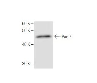 Pax-7 Antibody (6290C1a) - Western Blotting - Image 67280