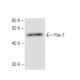 Pax-7 Antibody (6290C1a) - Western Blotting - Image 67280