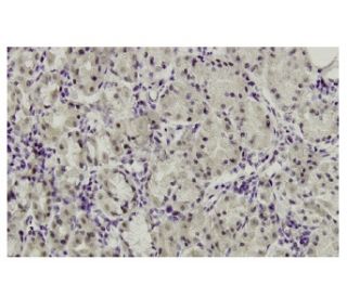 Pax-7 Antibody (EE-8) - Immunohistochemistry - Image 35949 