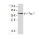 Pax-7 Antibody (EE-8) - Western Blotting - Image 33626