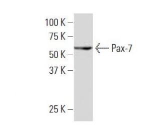 Pax-7 Antibody (EE-8) - Western Blotting - Image 33626