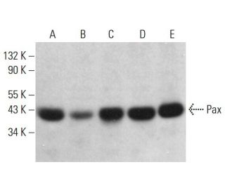 Pax Antibody (D-7) - Western Blotting - Image 380329 