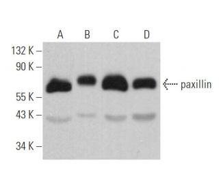 paxillin Antibody (A-5) - Western Blotting - Image 362004 