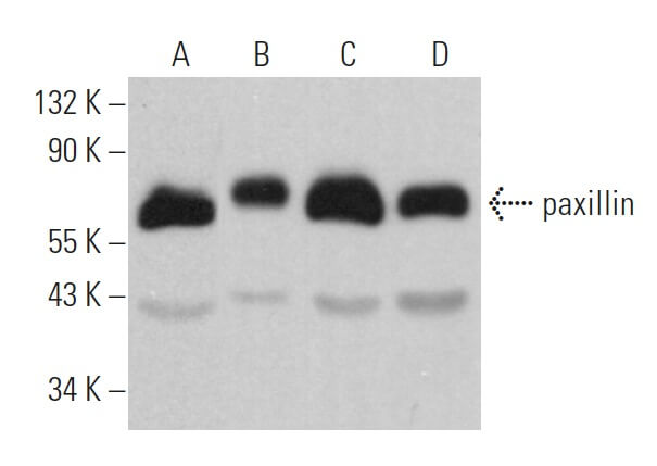 paxillin Antibody (A-5) | SCBT - Santa Cruz Biotechnology