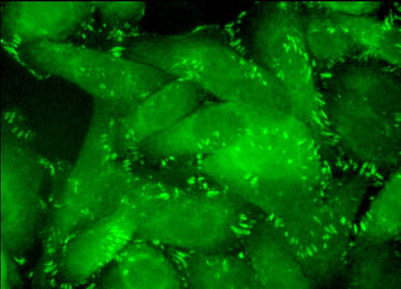 Anti-paxillin Antibody (B-2) | SCBT - Santa Cruz Biotechnology