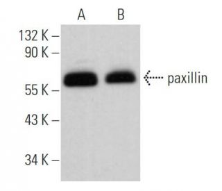 Paxillin Antibody (B-2) - Western Blotting - Image 361856