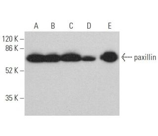 Paxillin抗体 (B-2) | SCBT - Santa Cruz Biotechnology