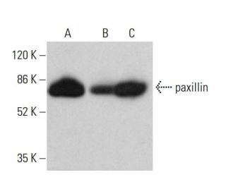paxillin Antibody (D-8) - Western Blotting - Image 377280 