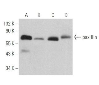 paxillin Antibody (D-9) - Western Blotting - Image 362918