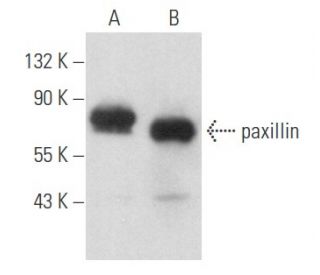 paxillin Antibody (A-5) - Western Blotting - Image 357406