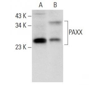PAXX Antibody (E-4) - Western Blotting - Image 318545 