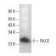 PAXX Antibody (E-4) - Western Blotting - Image 365674 
