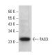 PAXX Antibody (E-4) - Western Blotting - Image 365675