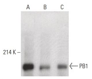 PB1 Antibody (D-8) - Western Blotting - Image 399627The Double Nickase Plasmid features a U6 promoter for sgRNA expression, a 20 nt targeting sequence, and a gRNA scaffold to guide Cas9n. It includes a CBh promoter for Cas9n (D10A) and puromycin resistance, GFP for transfection verification, and nuclear localization signals (NLS). The 2A peptide allows co-expression of Cas9n and Puro from a single promoter, enabling precise genome editing with reduced off-target effects.