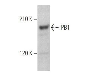 PB1 Antibody (D-8) - Western Blotting - Image 369323The Double Nickase Plasmid features a U6 promoter for sgRNA expression, a 20 nt targeting sequence, and a gRNA scaffold to guide Cas9n. It includes a CBh promoter for Cas9n (D10A) and puromycin resistance, GFP for transfection verification, and nuclear localization signals (NLS). The 2A peptide allows co-expression of Cas9n and Puro from a single promoter, enabling precise genome editing with reduced off-target effects.