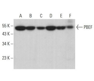 PBEF Antibody (F-8) - Western Blotting - Image 381436 