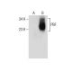 PBF Antibody (E-8) - Western Blotting - Image 160776