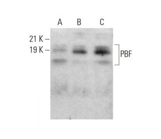 PBF Antibody (E-8) - Western Blotting - Image 384396 