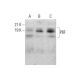 PBF Antibody (E-8) - Western Blotting - Image 384396 