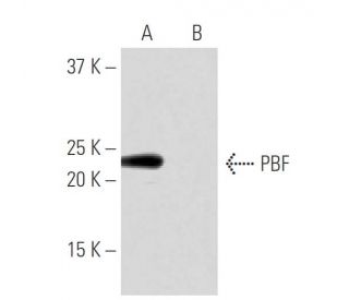 PBF Antibody (NB-A25) - Western Blotting - Image 65028